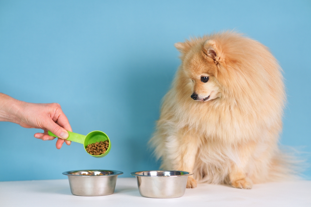 Hand,Of,Unrecognisable,Person,Is,Feeding,A,Pet,,Beautiful,Adorable