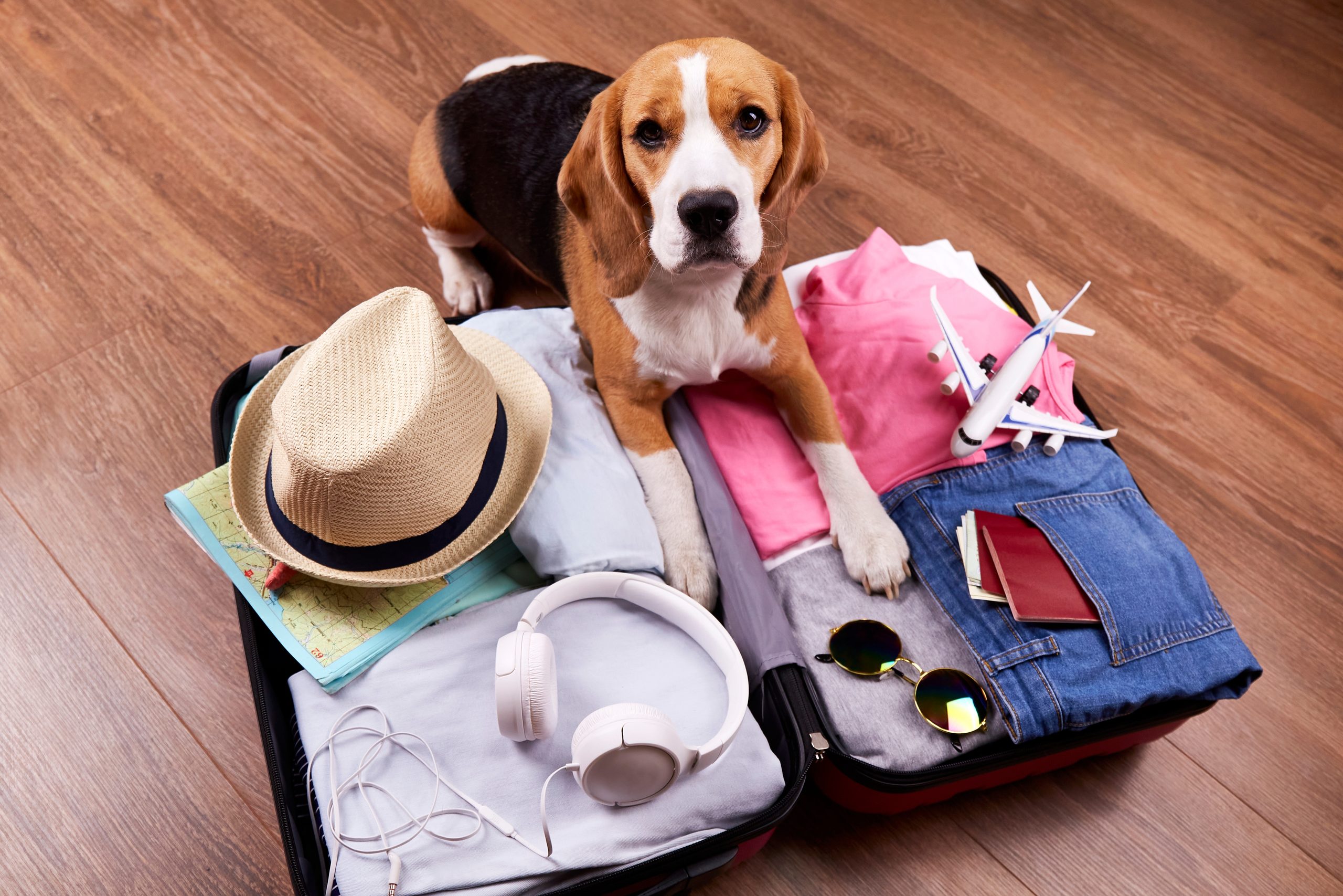 Ein Adlerhund neben einem offenen Koffer mit Kleidung und Urlaubsartikeln. Sommerreisen, Vorbereitung der Reise, Verpackung des Gepäcks.