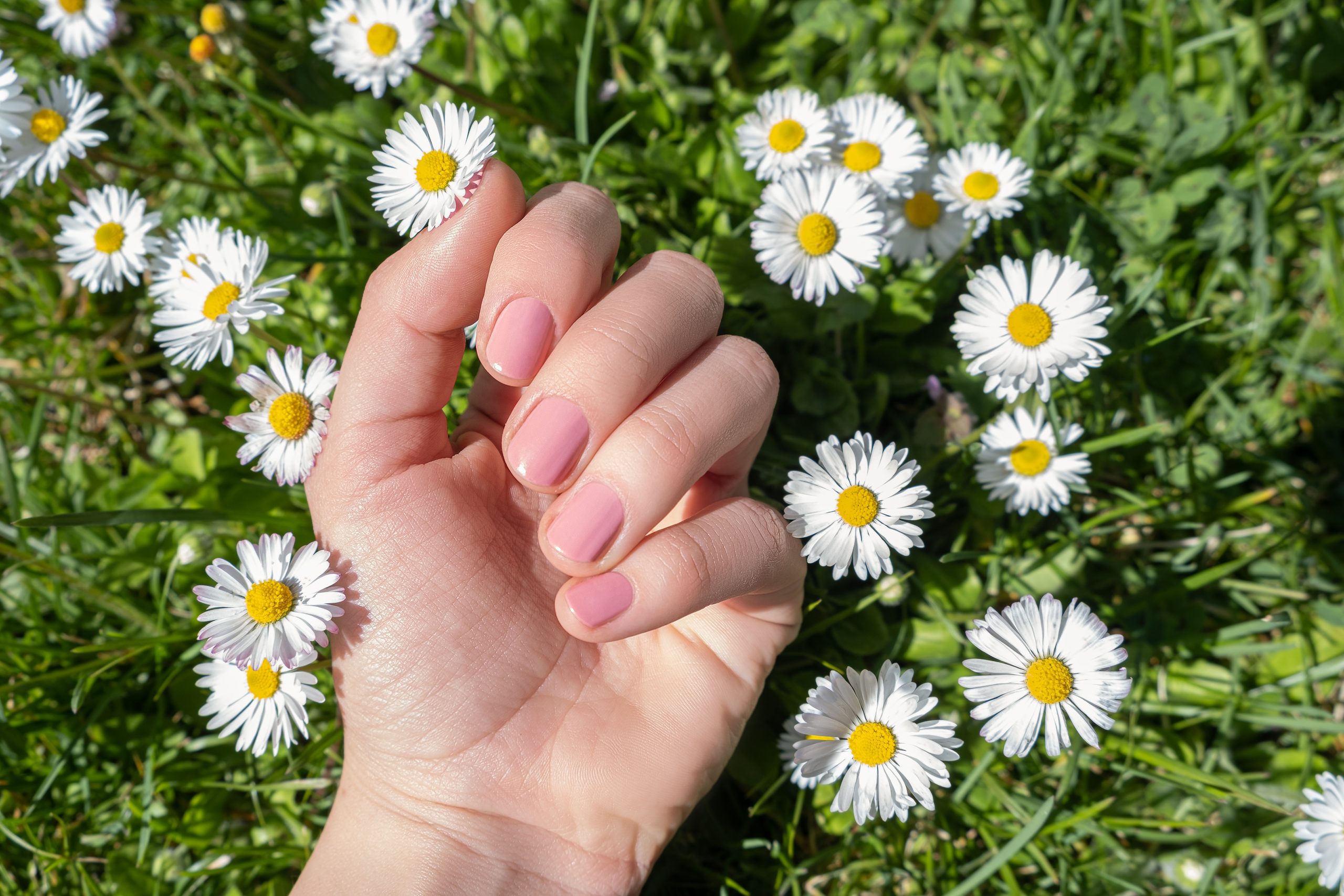 Weibliche Hand mit Federnageldesign. Glitzerrosa Nagellack. Weibliches Model mit perfekter Maniküre mit gelben Kamillenblumen auf grünem Naturhintergrund