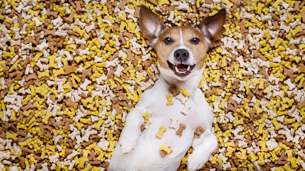 Rezepte: Hundefutter – Gesundes Futter für den lieben Vierbeiner