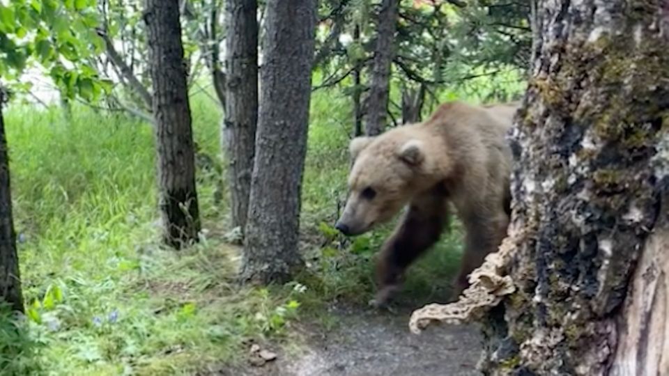 Camping-Horror: Grizzly Bär taucht plötzlich vor Zelt auf