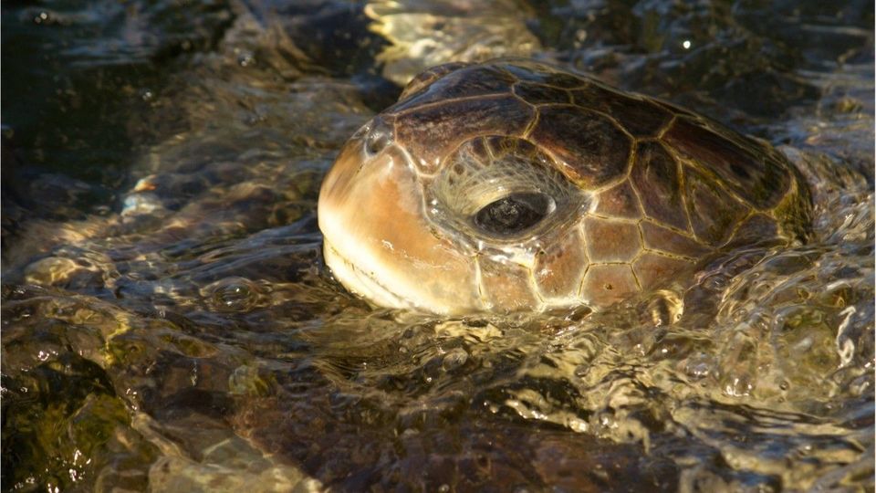Forscher entdecken riesige fossile Süßwasserschildkröte