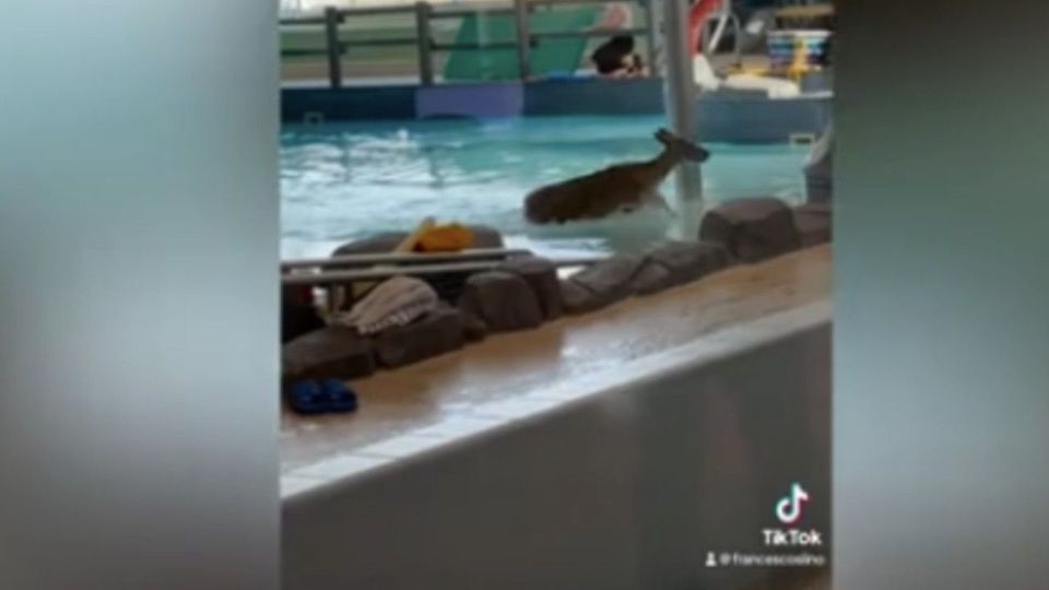 Panisches Reh geht in Schwimmbad baden