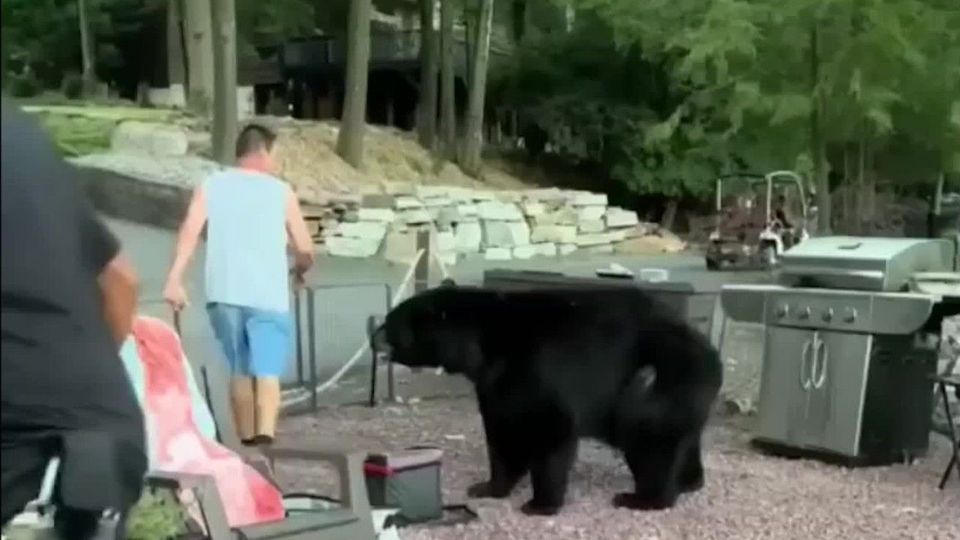 Horror-Sekunden auf Video: Hungriger Schwarzbär überrascht Familien-Picknick