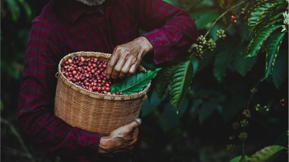 Wird bald Kaffee knapp? EU-Verordnung könnte 2025 zu steigenden Preisen führen