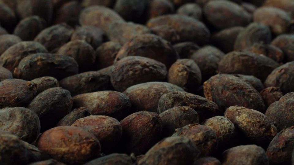 Schokoladenpreise vor dem Sprung: Rohkakao auf Rekordhoch