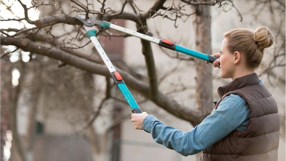 So schneidet man Bäume im Garten richtig