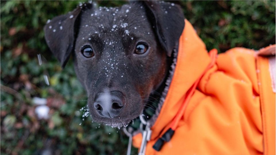 Übertragung durch Schnuppern: Tödliche Infektion für Hunde und Katzen