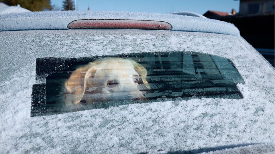 Darf der Hund bei Kälte im Auto bleiben?