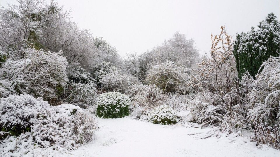 Gartenarbeit im Januar: Das ist jetzt zu tun