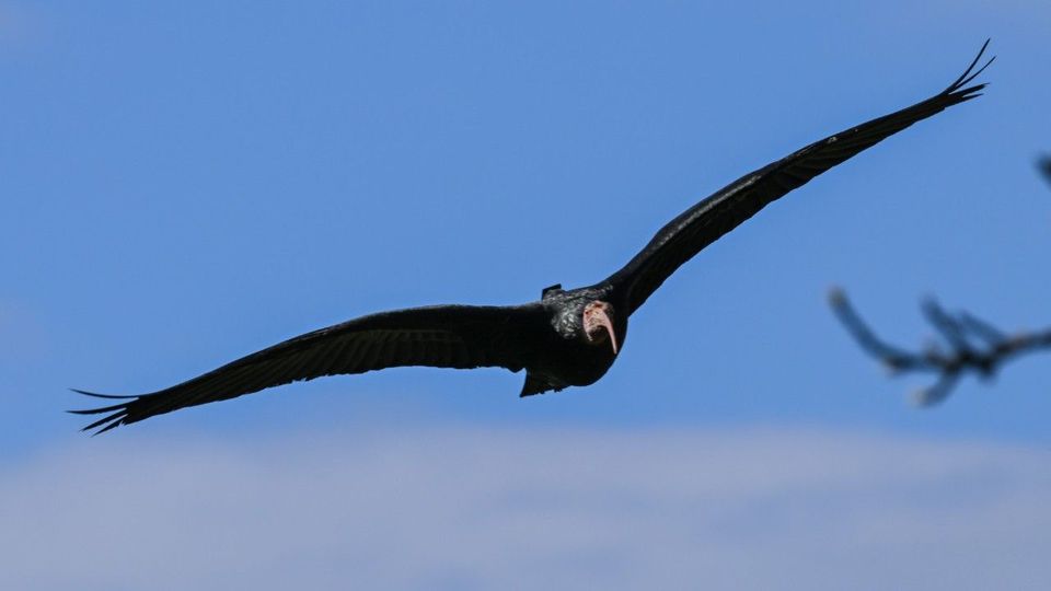 Wissenschaftler entsetzt: Jäger erschießt Rekord-Vogel