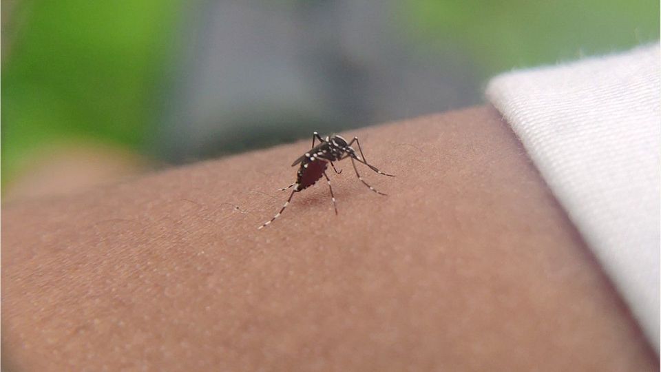 Reise in die Tropen: So schützen Sie sich vor exotischen Krankheiten