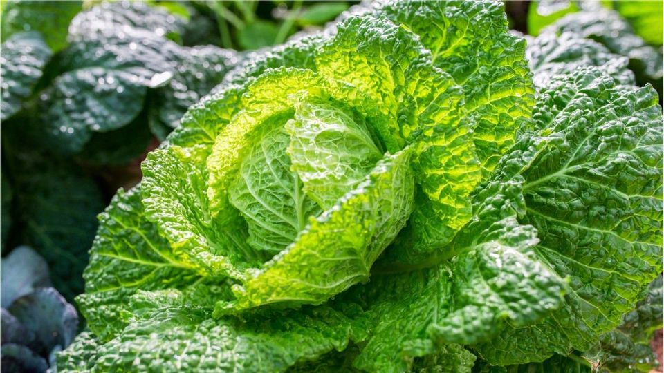 Superfood Wirsing: Das macht ihn so gesund