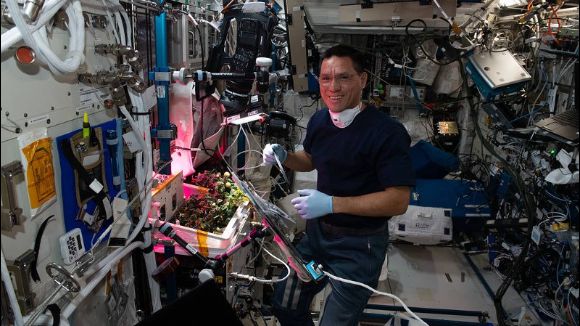 Überraschungsfund: Gemüse auf der Internationalen Raumstation aufgetaucht