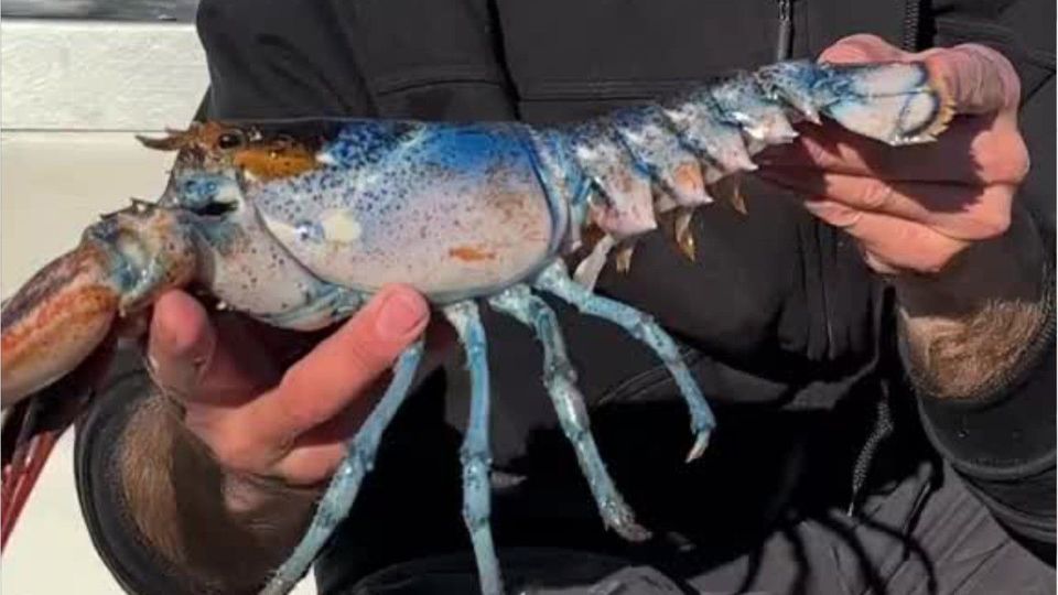 Seltener Hummer wird zur Internet-Sensation