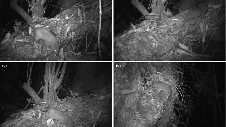 Existenz bestätigt: Fotobeweise zeigen seltene Riesenratten