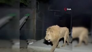 Türkei: Ausgebrochener Löwe verletzt Mann