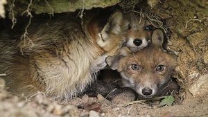 Fuchsbandwurm breitet sich in Europa aus