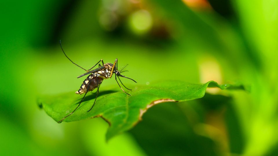Chikungunya: WHO warnt vor Epidemie!