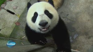Chinas Panda-Business