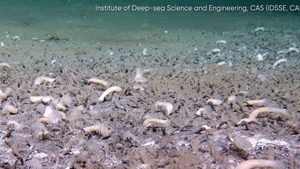Tiefsee-Sensation: Gigantische Tierkolonien entdeckt