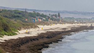 Strand-Alarm in Spanien: „Aggro-Alge“ breitet sich aus
