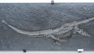 Neue Tiergattung: Meeresreptil aus Dino-Zeit entdeckt