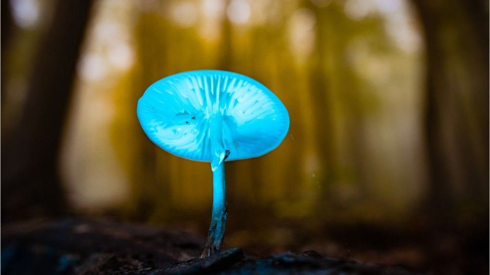 Biolumineszenz: Zukunft der Lichterzeugung