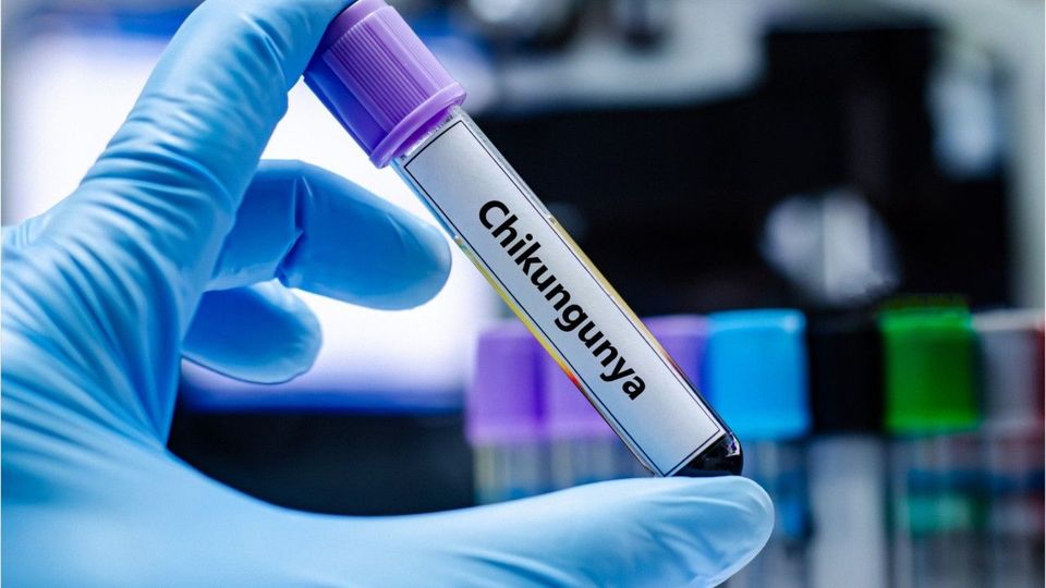 Chikungunya-Virus breitet sich in Bayern aus