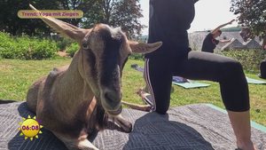 Auf der Weide entschleunigen: Yoga mit Ziegen