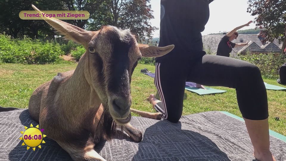 Auf der Weide entschleunigen: Yoga mit Ziegen