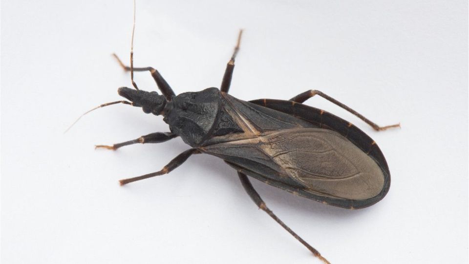 Chagas-Krankheit: Warnung vor „Kusswanzen“ in den USA