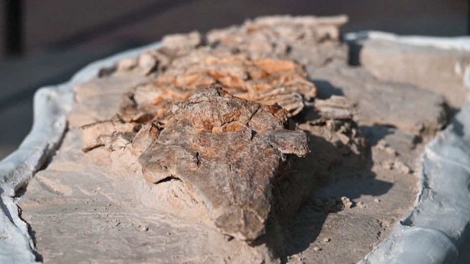 Prähistorisches Wal-Skelett gefunden