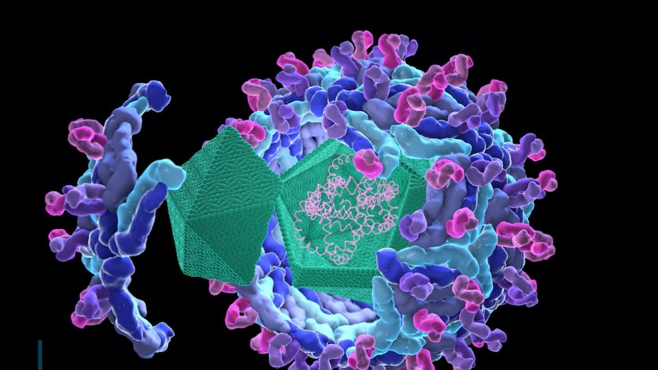 West-Nil-Virus breitet sich weiter aus