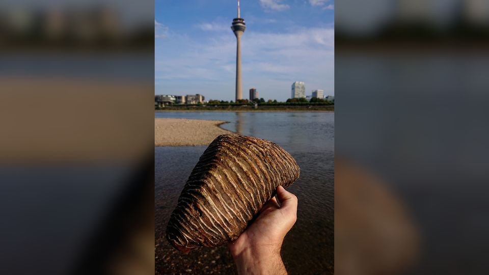 Mammutzahn in Düsseldorf entdeckt