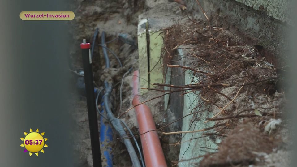 Wurzel-Invasion