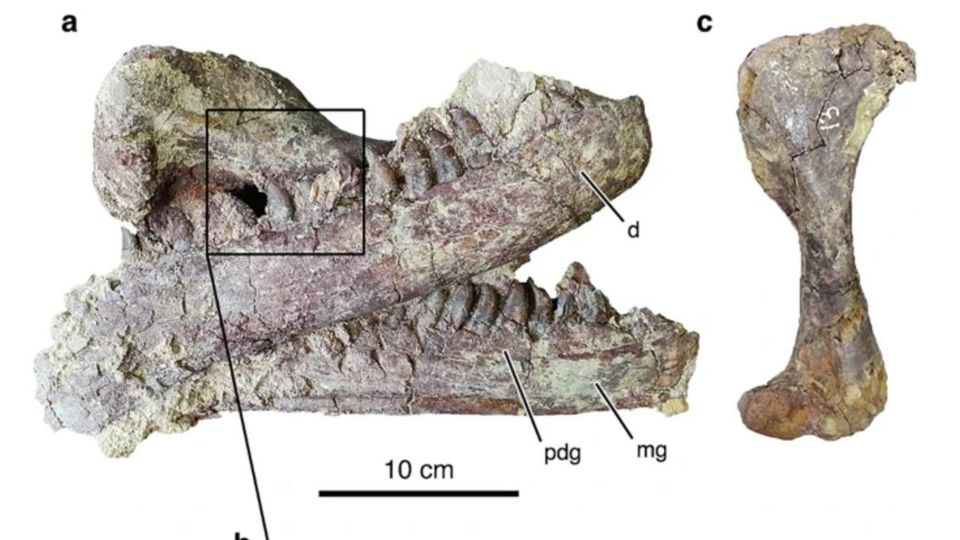 Spektakulärer Raubsaurier mit Beute im Maul entdeckt