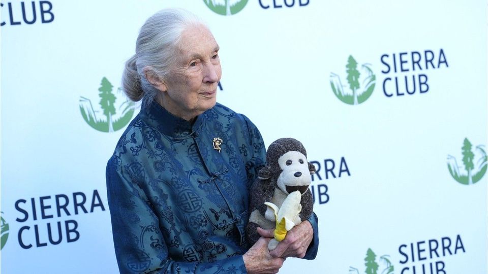 Schimpansen-Forscherin tot: Trauer um Jane Goodall
