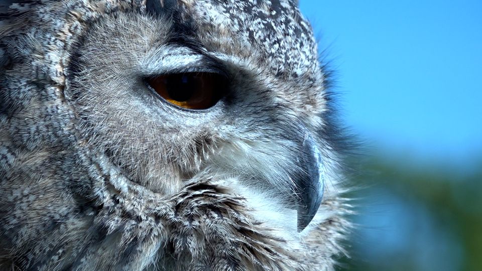 Uhu-Angriff in Hemer sorgt für Aufregung