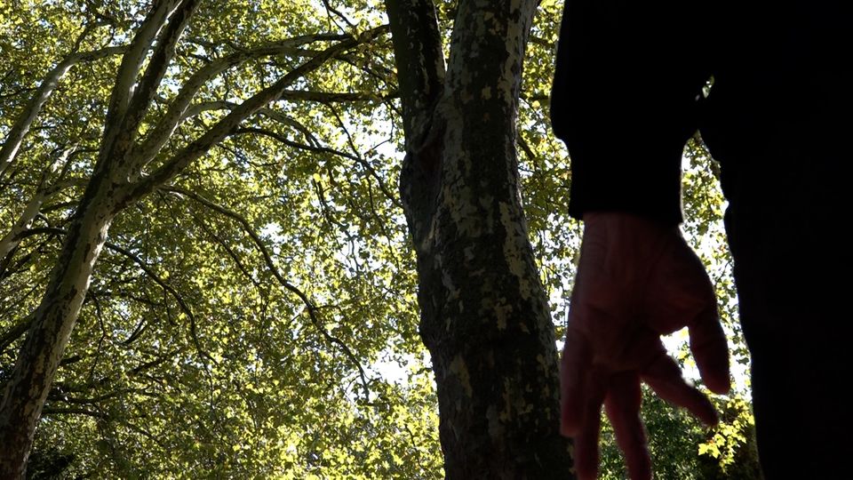 Baum bedroht Bochumer Anwohner