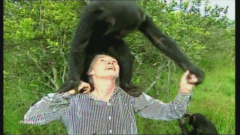 Schimpansen-Forscherin Jane Goodall feiert ihren 90. Geburtstag