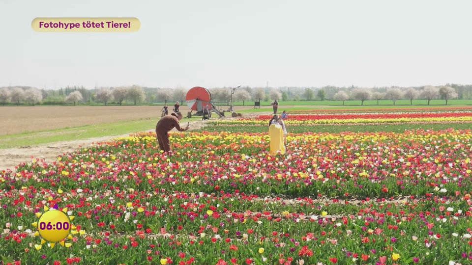 Foto-Hype tötet Tiere