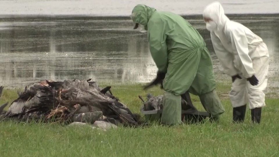 Vogelgrippe breitet sich rasant aus