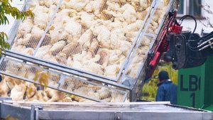 Vogelgrippe im Saarland nachgewiesen