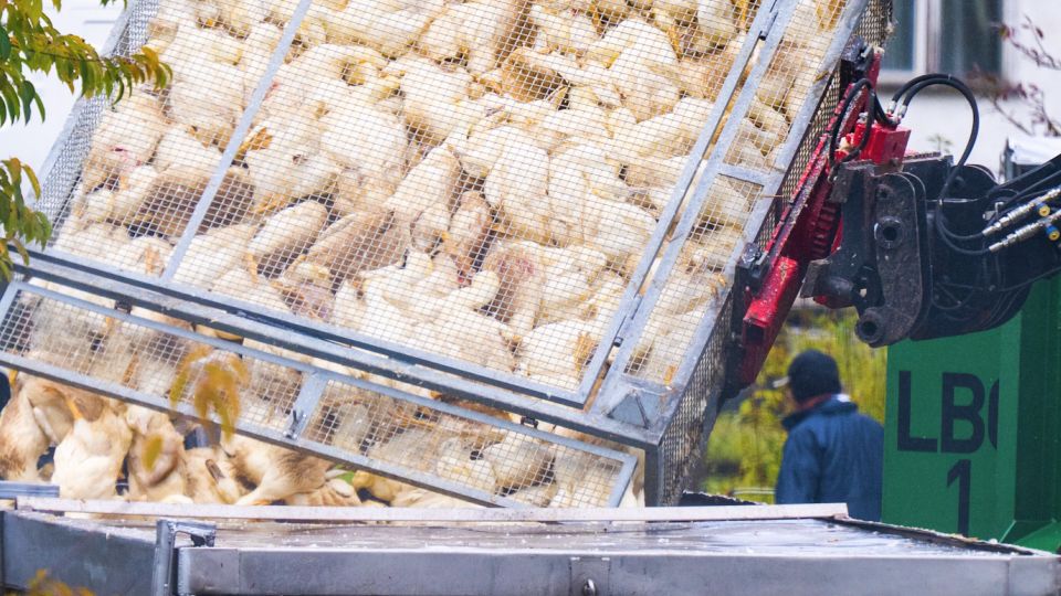 Vogelgrippe im Saarland nachgewiesen