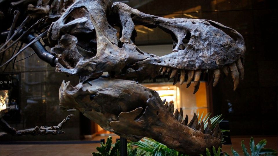 Großes Rätsel um T-Rex endlich gelöst