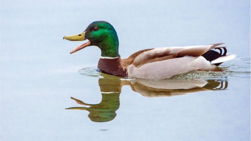 Viele Menschen leiden unter „Enten-Syndrom“: Das steckt dahinter