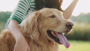 Genetik: Mensch und Hund ähnlich