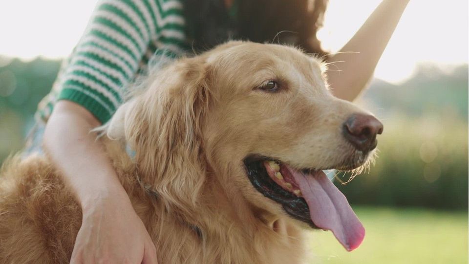 Genetik: Mensch und Hund ähnlich