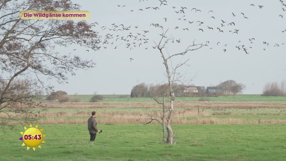 Die Wildgänse kommen